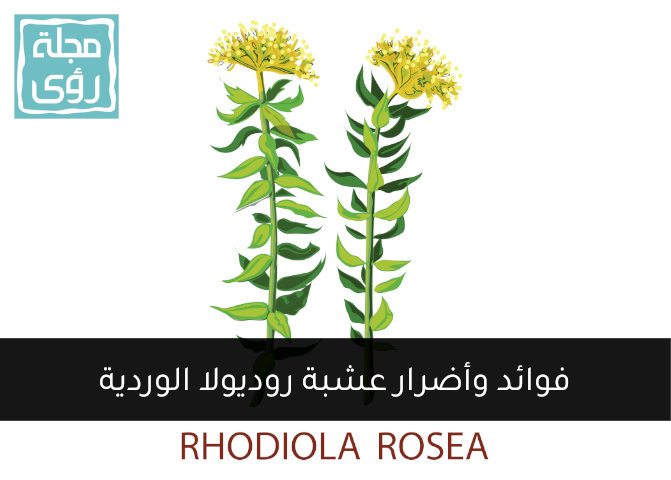 عشبة روديولا روزيا Rhodiola Rosea