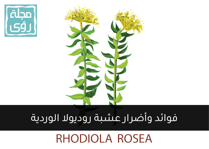 فوائد وأضرار عشبة روديولا روزيا Rhodiola Rosea