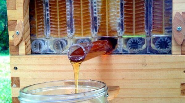 حصاد عسل النحل من الخلية إلى الصنبور مباشرة !