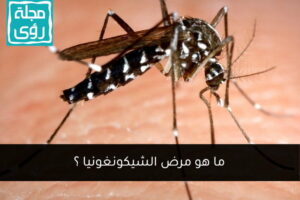 chikungunya-aedes-albopictus